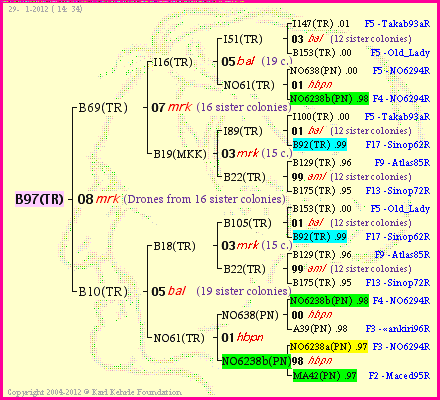 Pedigree of B97(TR) :
four generations presented