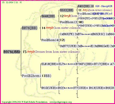 Pedigree of B976(JBB) :
four generations presented