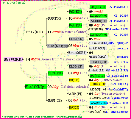 Pedigree of B97Vt(KK) :
four generations presented