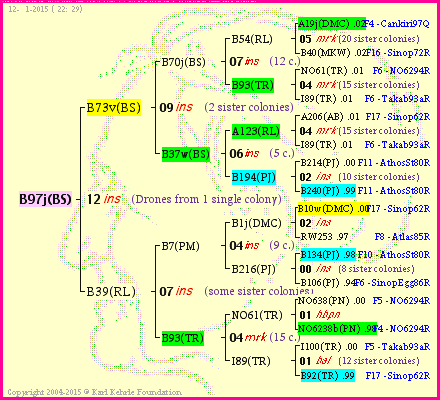 Pedigree of B97j(BS) :
four generations presented