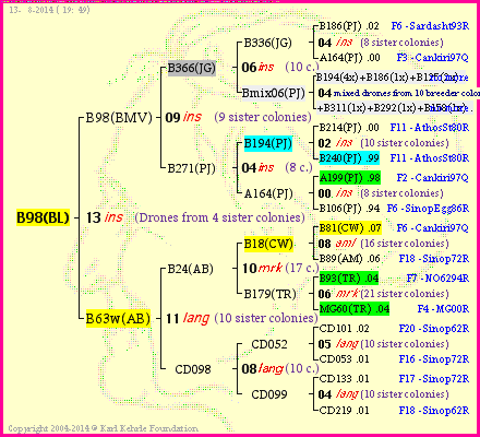 Pedigree of B98(BL) :
four generations presented