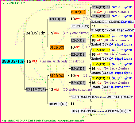 Pedigree of B98(DS)1dr :
four generations presented
