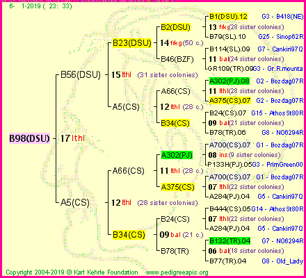 Pedigree of B98(DSU) :
four generations presented<br />it's temporarily unavailable, sorry!