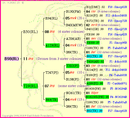 Pedigree of B98(RL) :
four generations presented