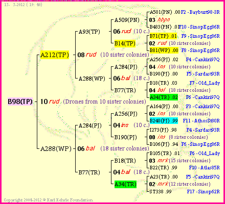 Pedigree of B98(TP) :
four generations presented