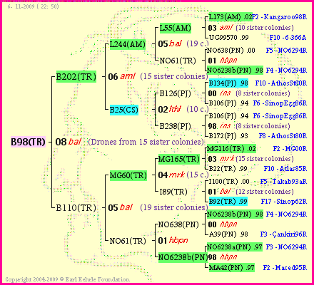 Pedigree of B98(TR) :
four generations presented