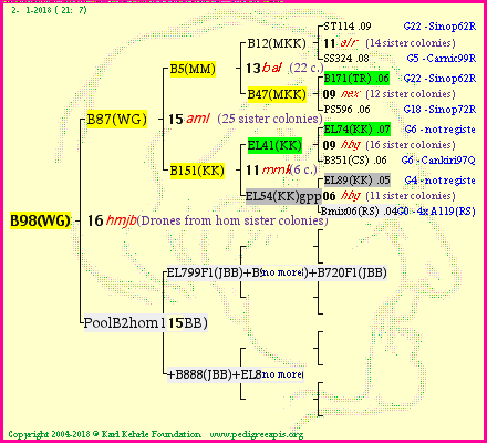 Pedigree of B98(WG) :
four generations presented