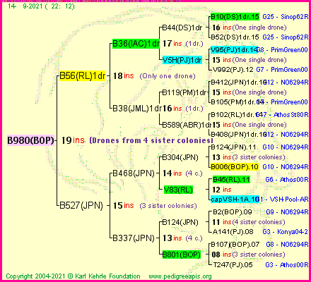 Pedigree of B980(BOP) :
four generations presented
it's temporarily unavailable, sorry!