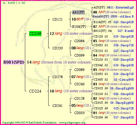 Pedigree of B981(SPD) :
four generations presented