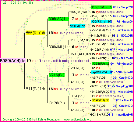 Pedigree of B989(ACH)1dr :
four generations presented<br />it's temporarily unavailable, sorry!