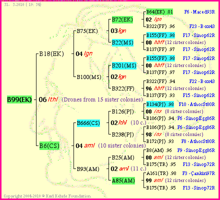 Pedigree of B99(EK) :
four generations presented