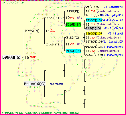 Pedigree of B99(MHG) :
four generations presented