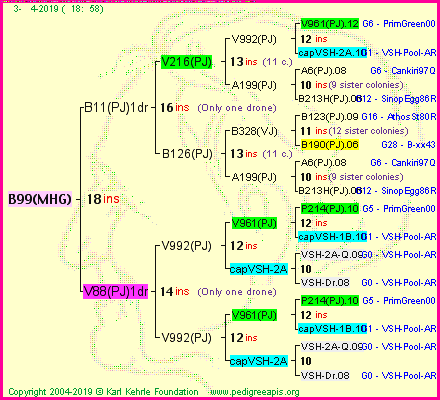 Pedigree of B99(MHG) :
four generations presented
it's temporarily unavailable, sorry!