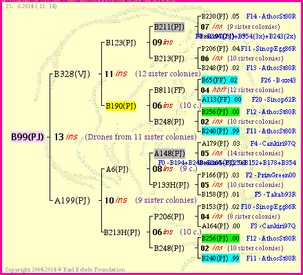 Pedigree of B99(PJ) :
four generations presented