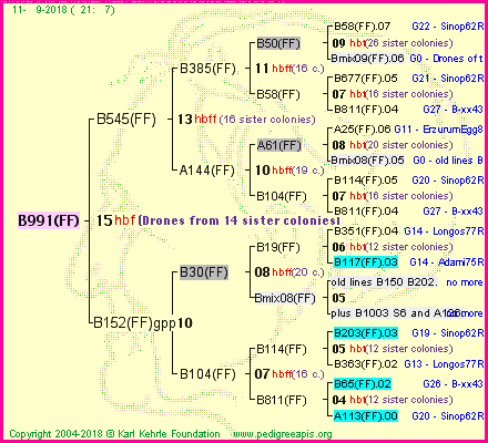 Pedigree of B991(FF) :
four generations presented