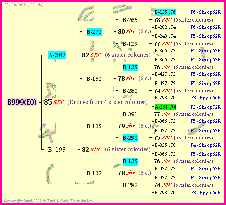 Pedigree of B999(EO) :
four generations presented