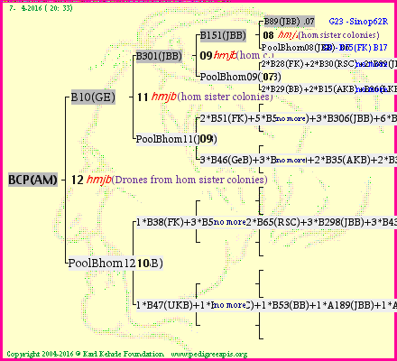 Pedigree of BCP(AM) :
four generations presented