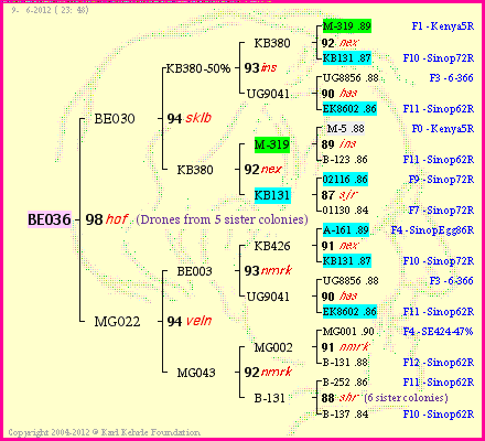 Pedigree of BE036 :
four generations presented