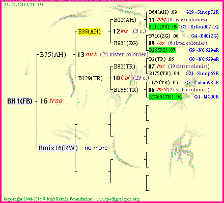 Pedigree of BH1(FB) :
four generations presented