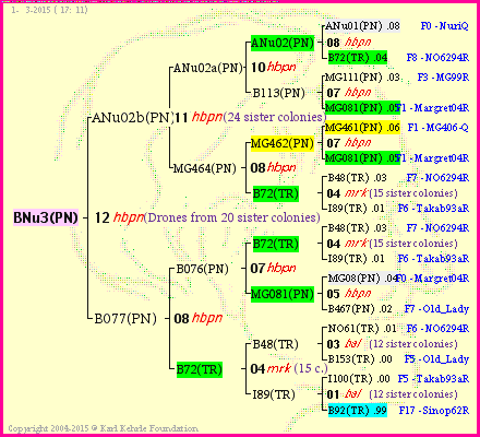 Pedigree of BNu3(PN) :
four generations presented