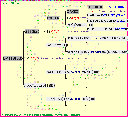 Pedigree of BP119(BB) :
four generations presented