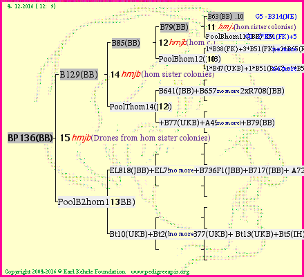 Pedigree of BP136(BB) :
four generations presented