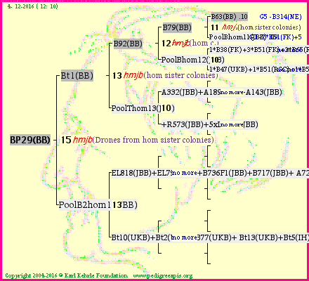 Pedigree of BP29(BB) :
four generations presented