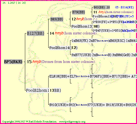 Pedigree of BP5(RKR) :
four generations presented