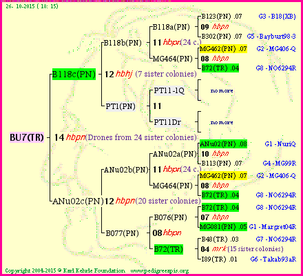 Pedigree of BU7(TR) :
four generations presented