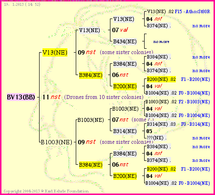 Pedigree of BV13(BB) :
four generations presented