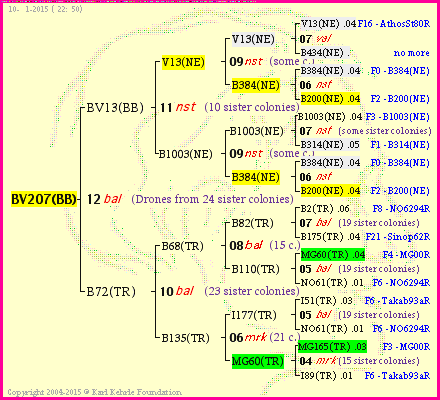 Pedigree of BV207(BB) :
four generations presented