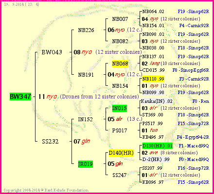 Pedigree of BW347 :
four generations presented<br />it's temporarily unavailable, sorry!