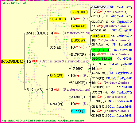 Pedigree of Bc529(DDC) :
four generations presented