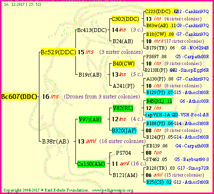 Pedigree of Bc607(DDC) :
four generations presented