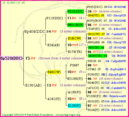 Pedigree of Bp520(DDC) :
four generations presented