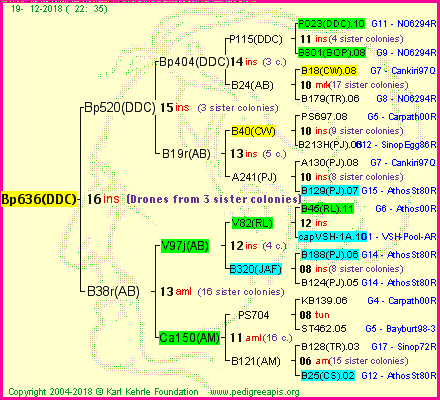 Pedigree of Bp636(DDC) :
four generations presented<br />it's temporarily unavailable, sorry!