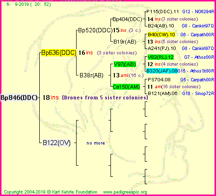 Pedigree of Bp846(DDC) :
four generations presented<br />it's temporarily unavailable, sorry!