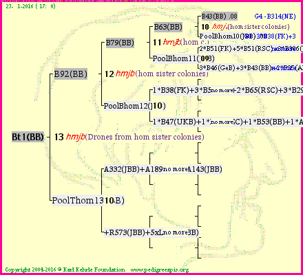 Pedigree of Bt1(BB) :
four generations presented