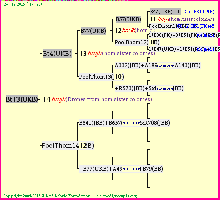 Pedigree of Bt13(UKB) :
four generations presented