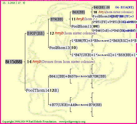 Pedigree of Bt15(BB) :
four generations presented