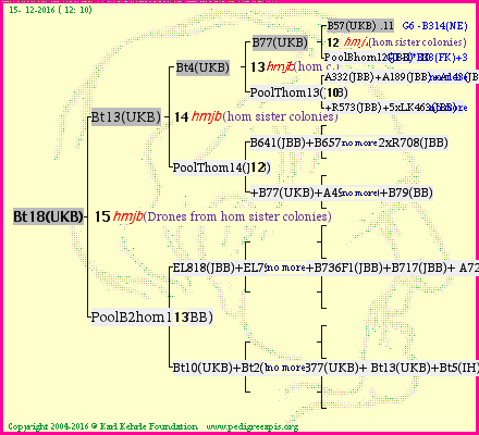 Pedigree of Bt18(UKB) :
four generations presented