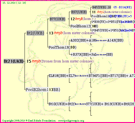 Pedigree of Bt21(UKB) :
four generations presented