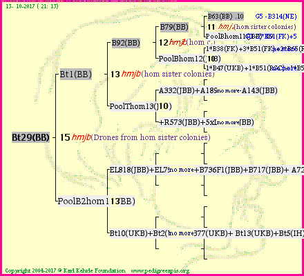 Pedigree of Bt29(BB) :
four generations presented