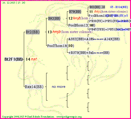 Pedigree of Bt2F1(BB) :
four generations presented