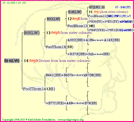 Pedigree of Bt4(LW) :
four generations presented