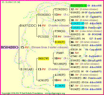 Pedigree of Bt504(DDC) :
four generations presented