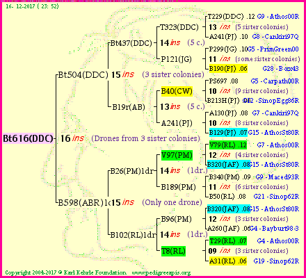 Pedigree of Bt616(DDC) :
four generations presented