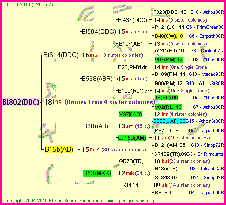 Pedigree of Bt802(DDC) :
four generations presented<br />it's temporarily unavailable, sorry!