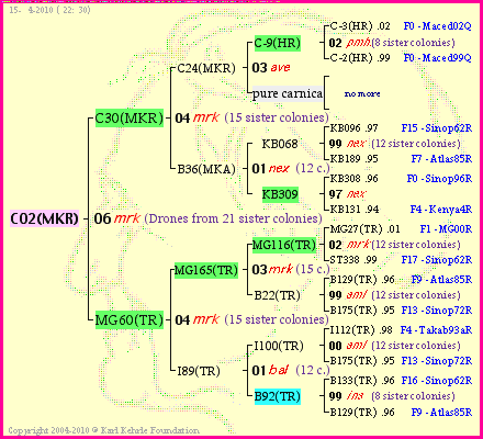 Pedigree of C02(MKR) :
four generations presented