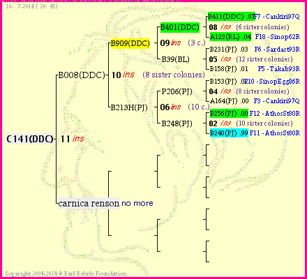 Pedigree of C141(DDC) :
four generations presented